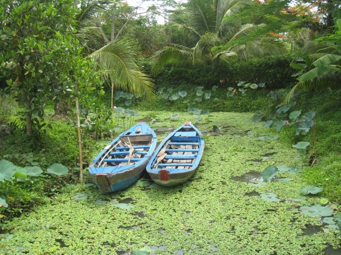 Boats nestled on the backwaters